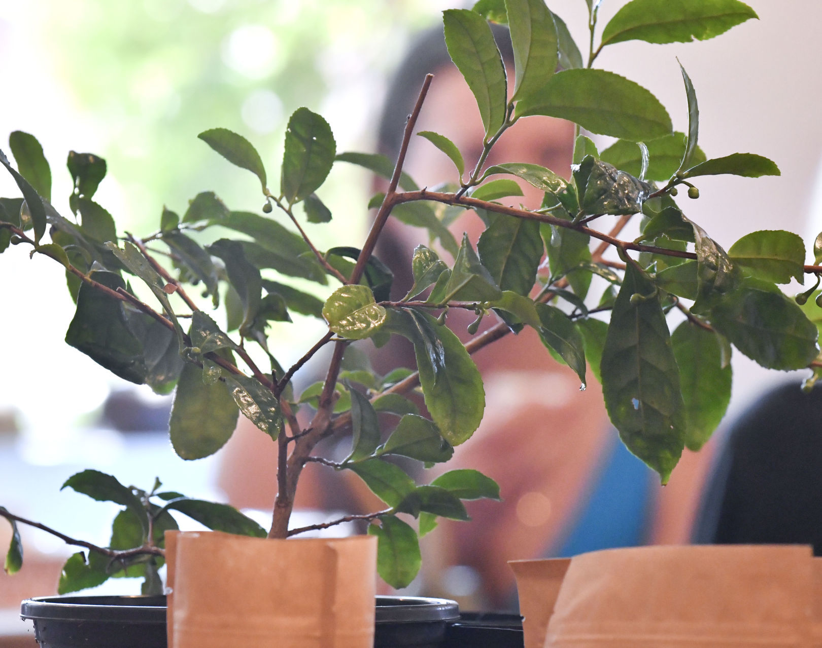 082818 Tea discovery 08.jpg